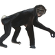 Illustration for article titled Humanity's groundbreaking ancestor didn't live in the forest after all